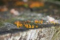 Quelques champignons miniatures sortent du tronc en décomposition